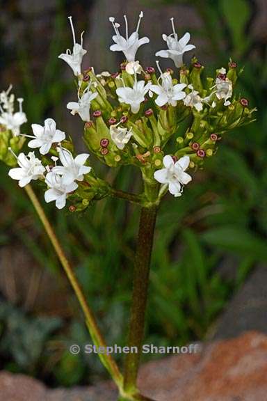 valeriana californica 2 graphic